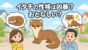 住宅街を背景に、おだやかな寝顔のイタチときりっとした表情のイタチを左右の吹き出しで対比し、中央に立つ茶色のイタチと、首をかしげる住民女性、解説する水色の作業服の男性を描いたいらすとや風イラスト