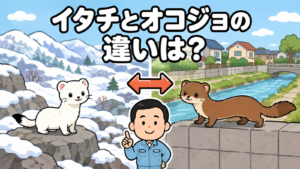雪の残る山地の岩場に立つ白い冬毛のオコジョと、住宅街の川沿いの塀を歩く茶色のイタチを左右で対比し、中央で解説する水色の作業服の男性を描いた、イタチとオコジョの違いをあらわすいらすとや風イラスト