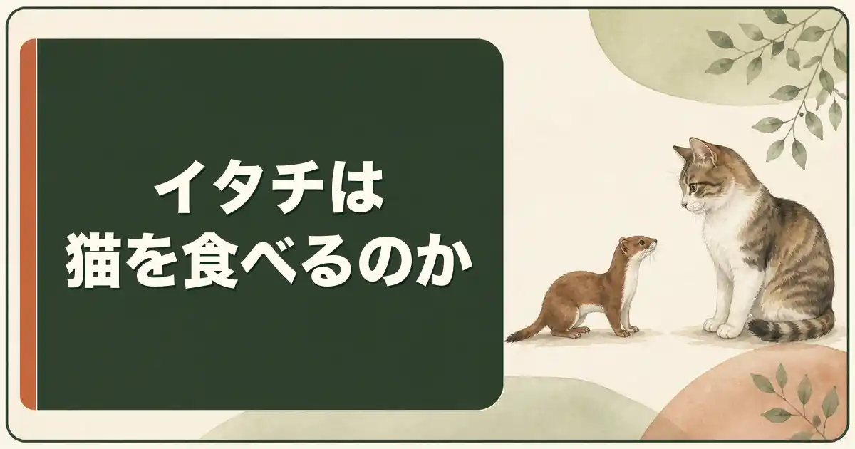 イタチは猫を食べるのか