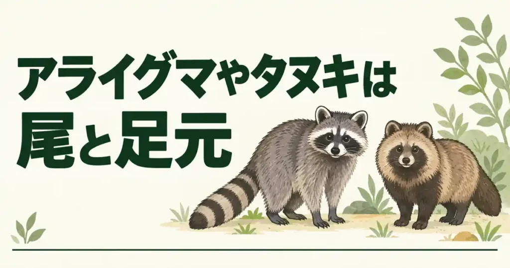 アライグマやタヌキは尾と足元