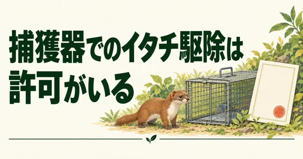 捕獲器でのイタチ駆除は許可がいる