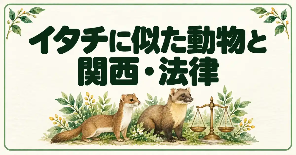 イタチに似た動物と関西・法律