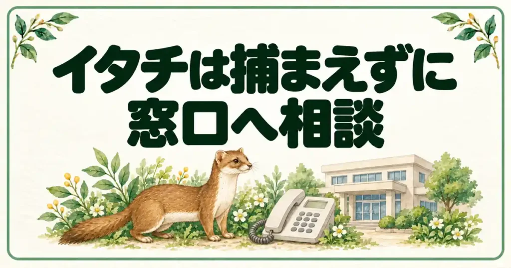 イタチは捕まえずに窓口へ相談
